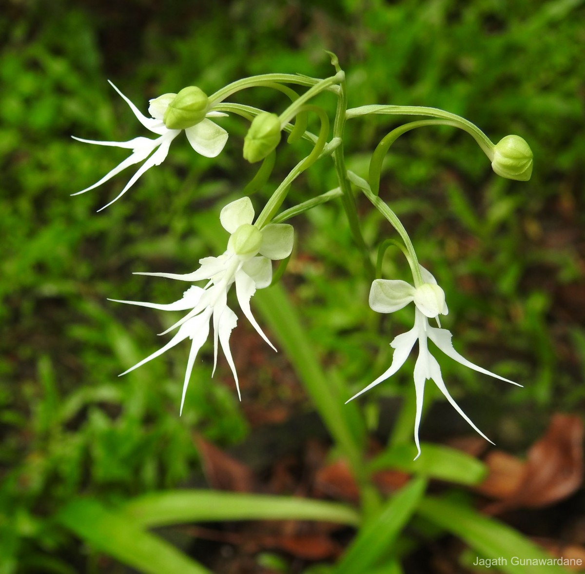 Habenaria crinifera Lindl.